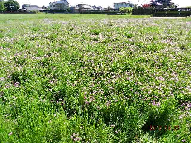 レンゲ畑の画像