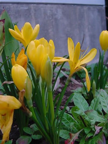 黄色い玉簾 ｇｏｒｏ ｓ 花 ｄｉａｒｙ