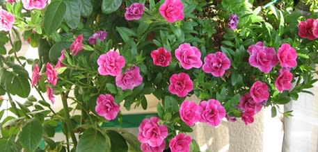スーパーベル 終わった花ガラがベタベタしない良い子 スーパーベル 終わった花ガラがベタベタしない良い子
