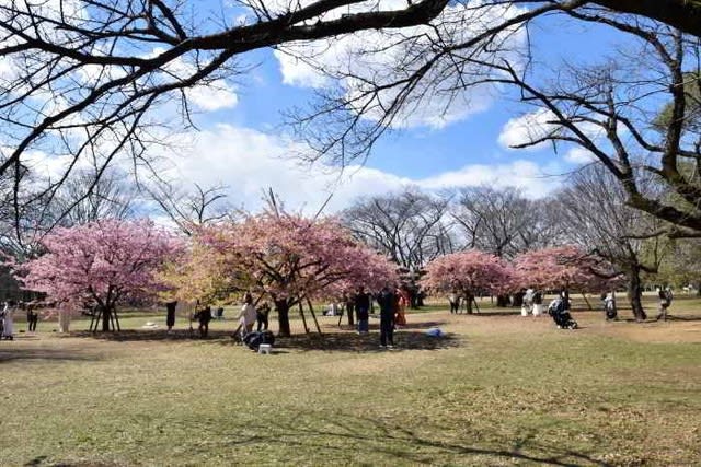 代々木公園 河津桜が満開２０２０年 ランシモ