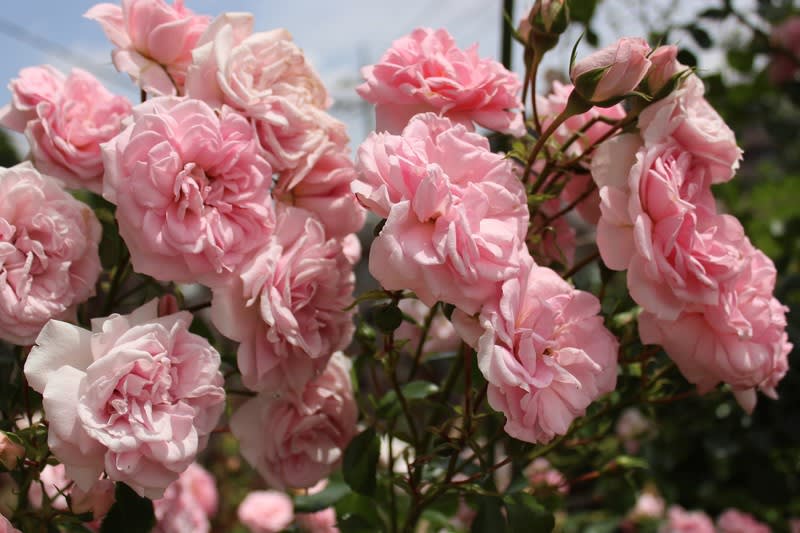 バラ ホームアンドガーデンとツルバラの花ビラの枚数 お庭の出来事２ つづきです
