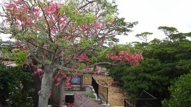 南国の花 トックリワタの木の花終盤 Slow Life Style