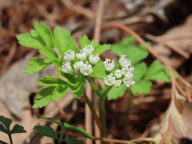 高ボッチ高原・鉢伏山で最近咲いている花　セントウソウ（仙洞草）