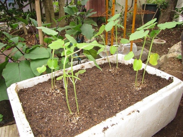 ６月２６日 オクラ初回の植え付けをしました ビギナーの家庭菜園