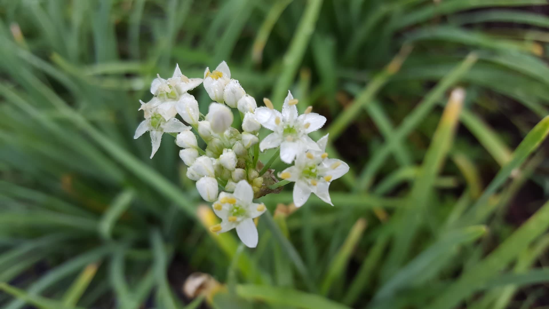 ニラ の花です 野菜作り大好き 車も大好き 冬にはスキーを 何時も楽しく 面白く ありがとうを忘れずに