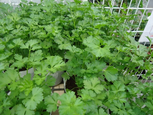 イタリアンパセリ 植物 主に観葉植物 日記 イタリアンパセリ 植物 主に観葉植物 日記