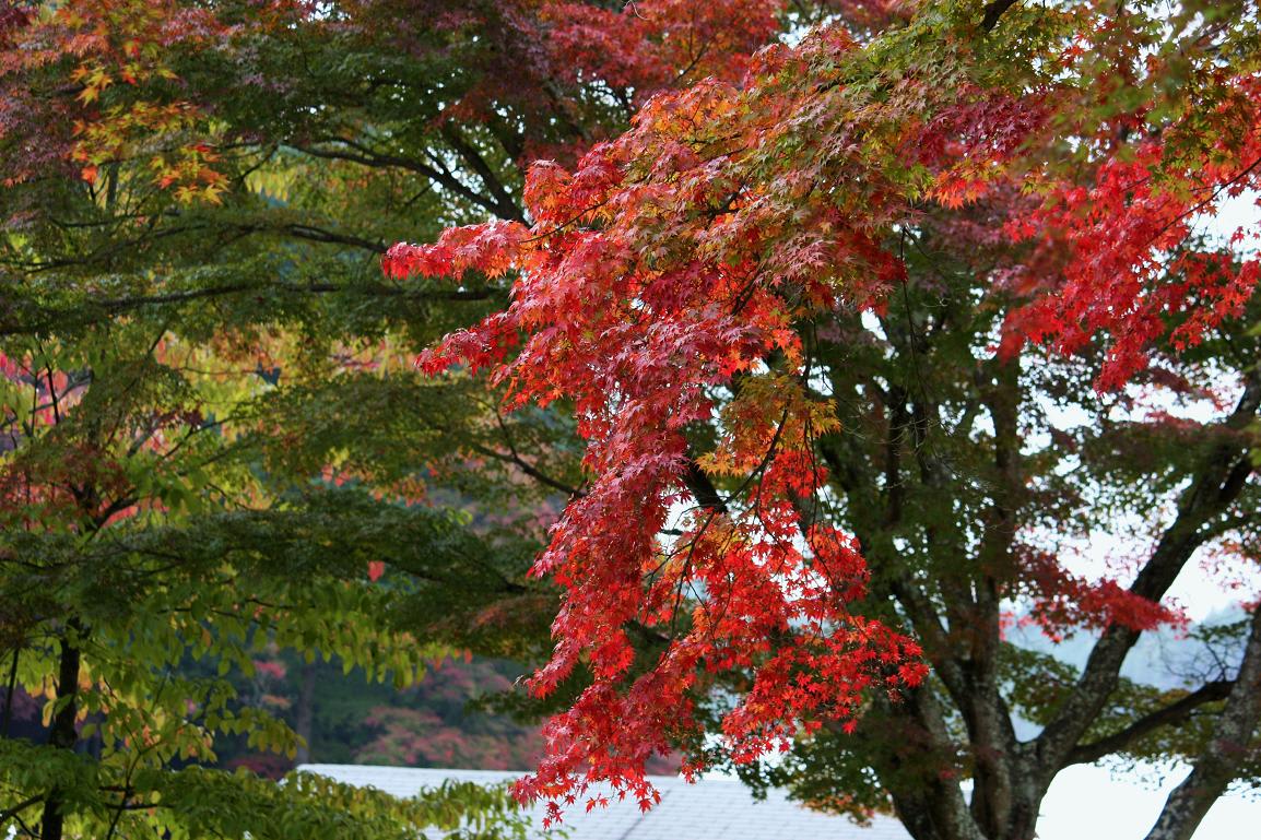 曽木公園の紅葉の画像