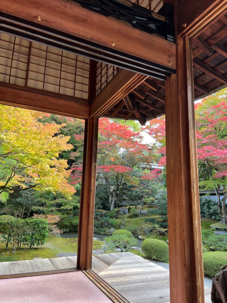 🍁京都に紅葉狩り🍁簡単更新 - 雑木と宿根草とクレマチスの小さな庭づくり