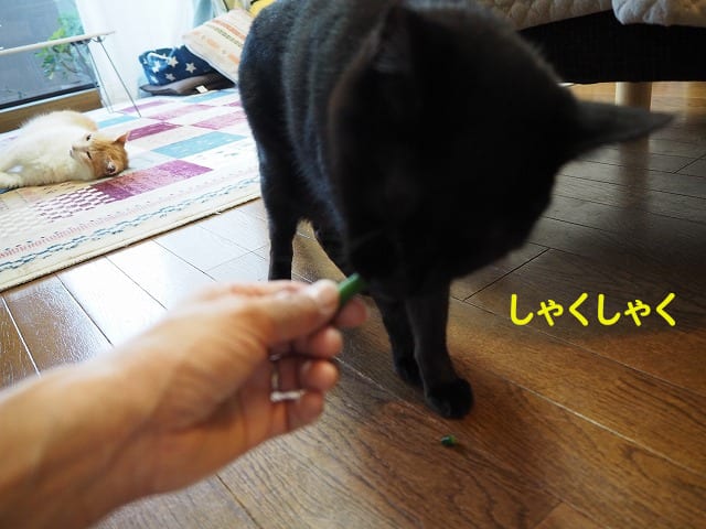 インゲンと言えばまめたろう - ビビリ猫ビビの幸せのかぎしっぽwith