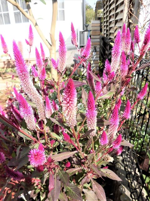 セロシア Celosia 花追いウォーキング