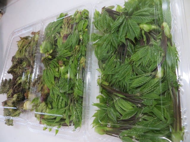 北海道から山菜 コシアブラ タラの芽 が届く 手さぐりブログはじめました