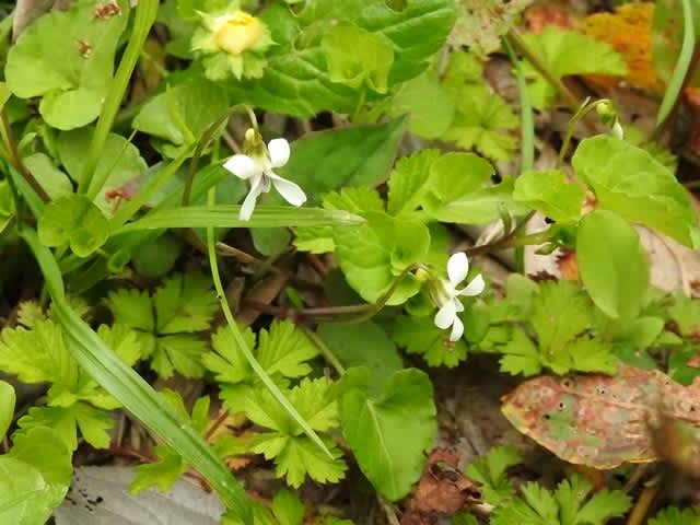 白い草花 横浜のほほん 続 白い草花 横浜のほほん 続