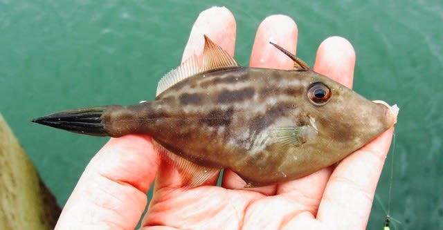 ウマヅラハギ 釣査１８１種目 スニーカー釣り炸裂 仕掛けも炸裂 私魚人 あいうおんちゅ 定年親父の魚三昧 タナゴ仕掛けとガサで出会った魚たち