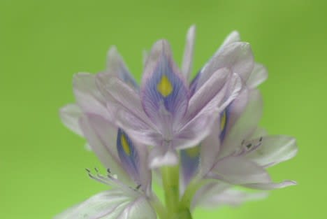 ホテイアオイ 水辺に青紫に咲く浮草は7月13日の誕生花 Aiグッチ のつぶやき