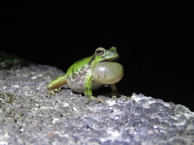 爬虫類 両生類のお話 のブログ記事一覧 はぐくみ幸房 山いこら 爬虫類 両生類のお話 のブログ記事一覧 はぐくみ幸房 山いこら