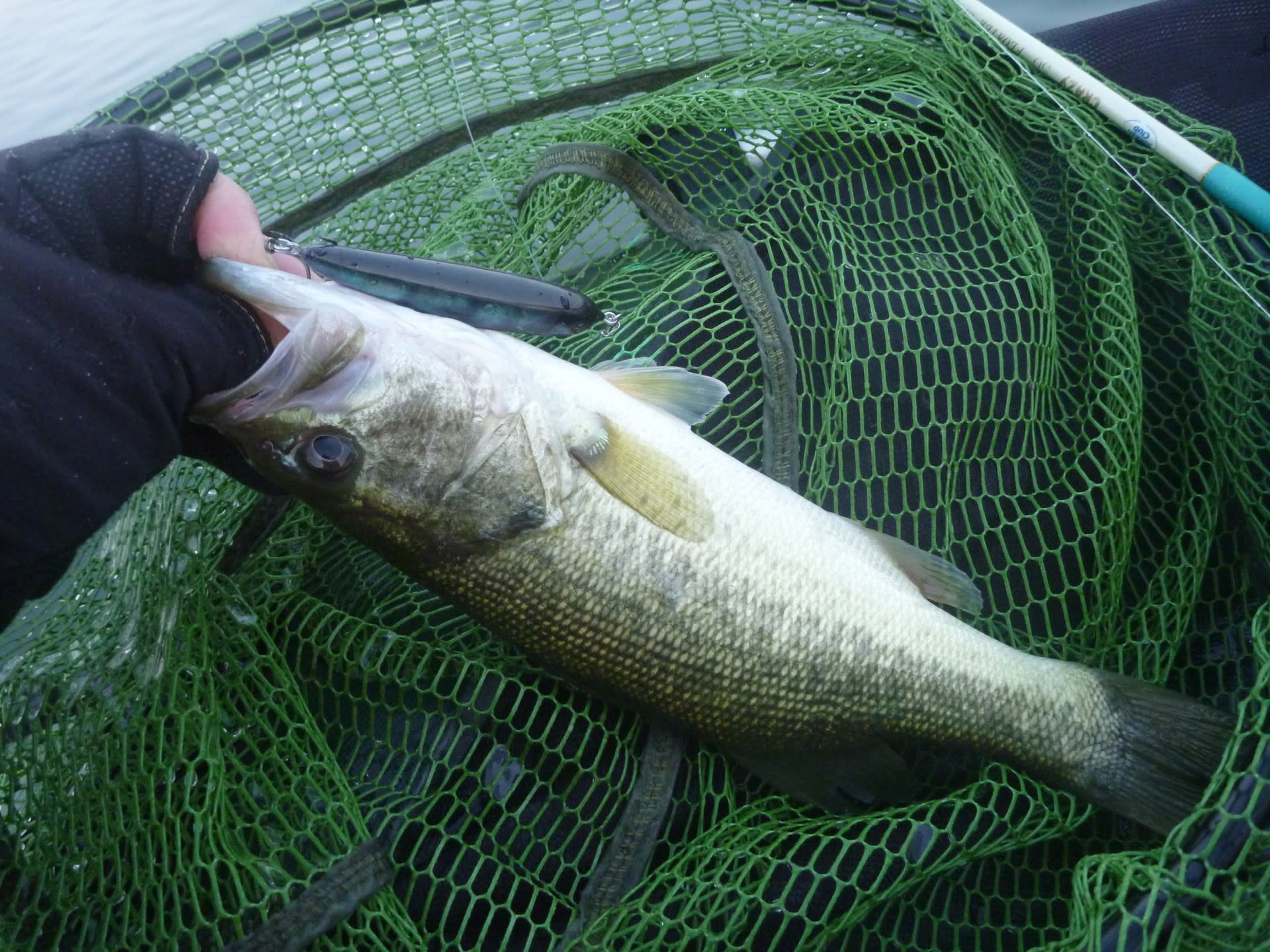 ベイトのサイズにあわせて 琵琶湖トップウォーターバス釣り日記