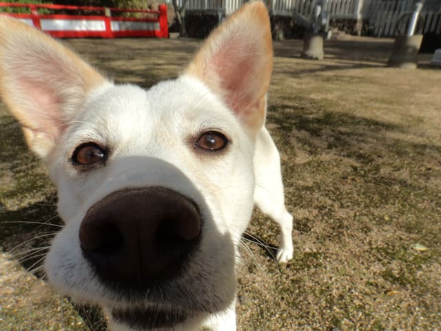 小豆島７ 奇跡の山岳ガイド犬 旅たび写真缶