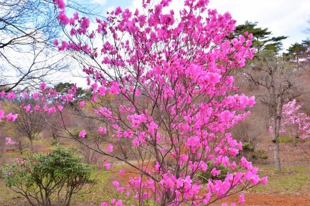 アカヤシオ 赤城自然園 群馬県渋川市 Shuの花日記