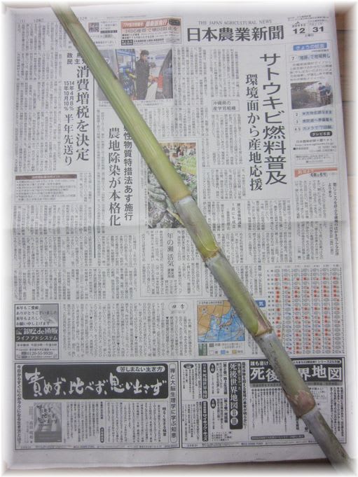 さとうきび 2011年大晦日
