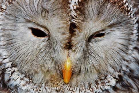 北杜市の鳥 - 清水正廣のバードカービング・アート