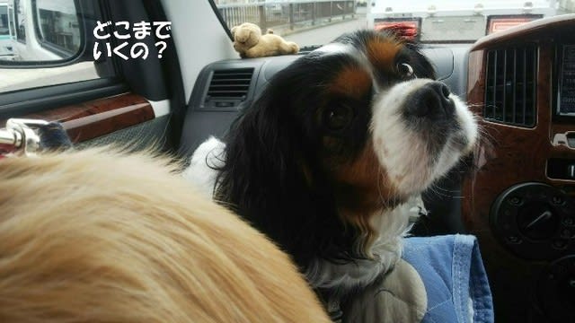 石がゴロゴロでも散歩は楽し 愛犬まるのつぶやき日記 石がゴロゴロでも散歩は楽し 愛犬まるのつぶやき日記