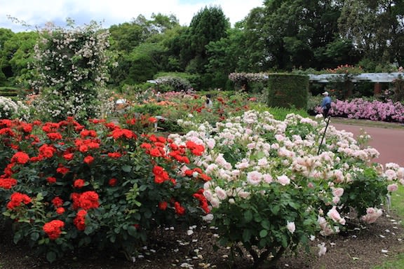 京都府立植物園のバラが満開ですよ 京都園芸倶楽部のブログ