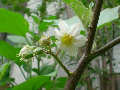 ナス科の花たち ｇｏｒｏ ｓ 花 ｄｉａｒｙ