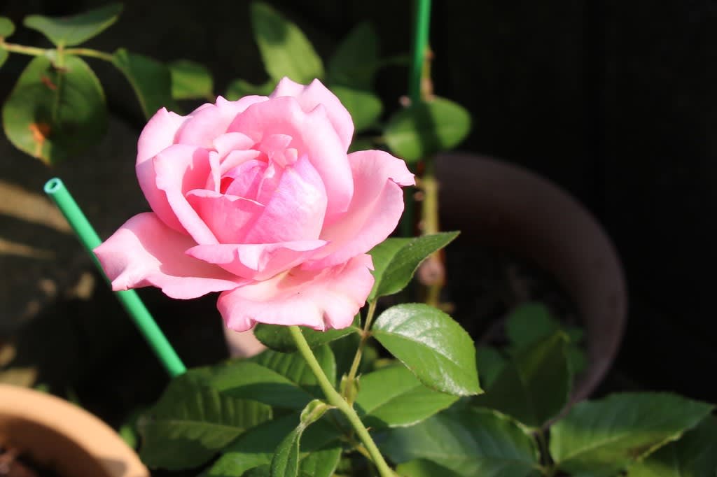 バラ ウエディングベルが初めて開花 お庭の出来事２ つづきです