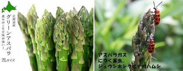 2019年7月のブログ記事一覧 閑仁耕筆 海外放浪生活 彷徨の末 日々之好日 涯 如水 壺公