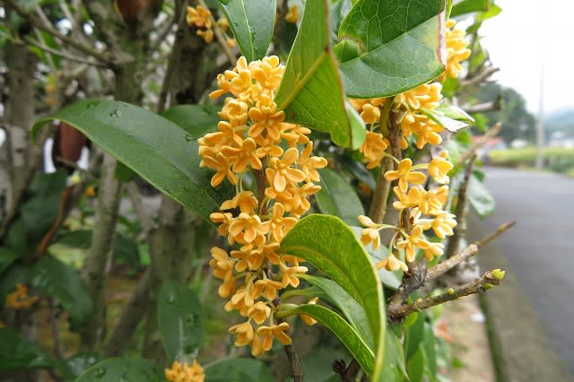 一斉に開花したようです キンモクセイ 四季折々