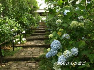 資福寺のあじさい おんせんたまごの温泉日記