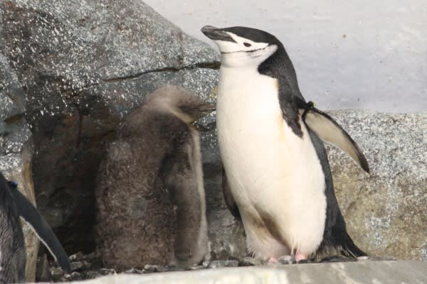 ヒゲペンギンの親子２ ペンギン音頭