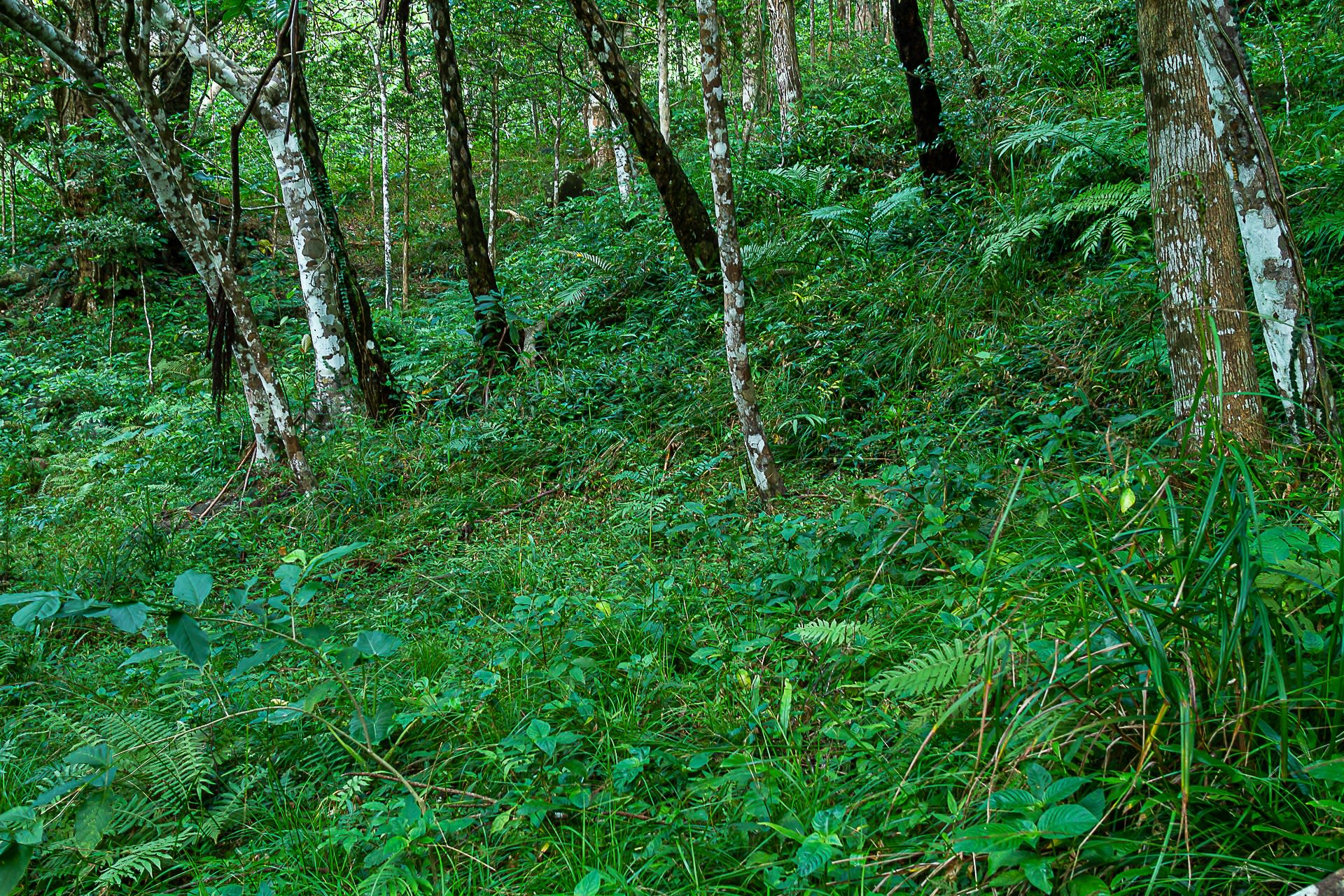ヤエヤマヒメボタルの生息環境の写真
