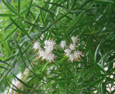 アスパラガス スプレンゲリーの花 観葉植物を育てる話