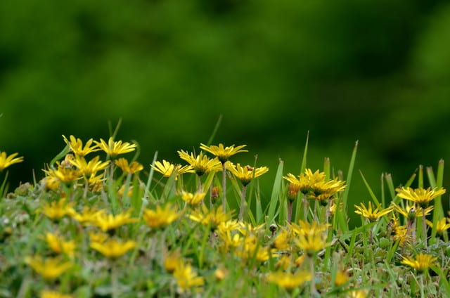 イネ