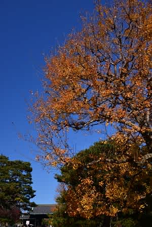 ２０１７ １２ ５ 皇居の秋 坂下門ー乾門通り抜け 写真紀行