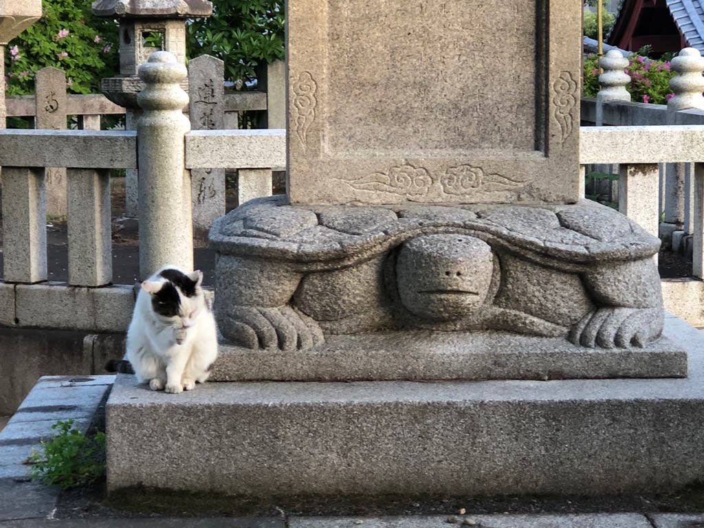 護国寺の猫の集会 Kebaneco日記 護国寺の猫の集会 Kebaneco日記