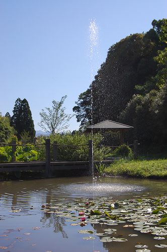スイレン池の噴水