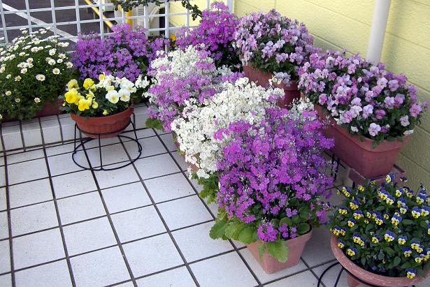 園芸 ガーデニング 春の玄関 Part３ 花いっぱい咲かせよう