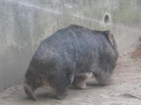 5 10 多摩動物公園 ウォンバット クランプ Bulldog 5 10 多摩動物公園 ウォンバット クランプ Bulldog