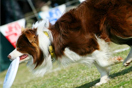 bordercollie_ボーダーコリー