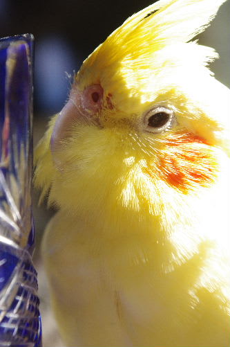 可愛いオカメインコグッズ 小さな庭の花日記 可愛いオカメインコグッズ 小さな庭の花日記