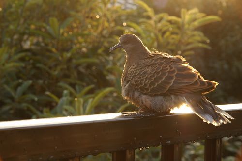 hato016.jpg: 雨上がりの夕日を浴びるキジバト