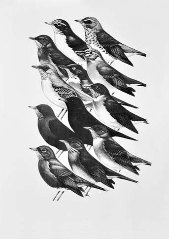 ツグミ科 の鳥たち 清水正廣のバードカービング アート