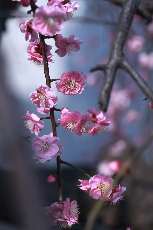 金沢21世紀美術館の枝垂れ梅 金沢から発信のブログ 風景と花と鳥など