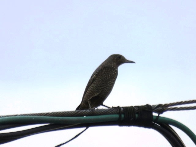 今日の野鳥の画像