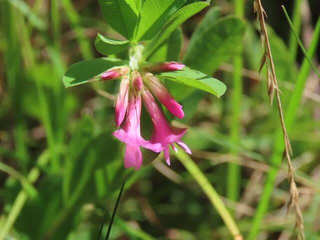 高ボッチ高原・鉢伏山で最近咲いている花　シャジクソウ（車軸草）　