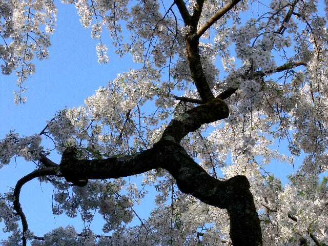 下から枝を見ると卍形をした枝垂れ桜