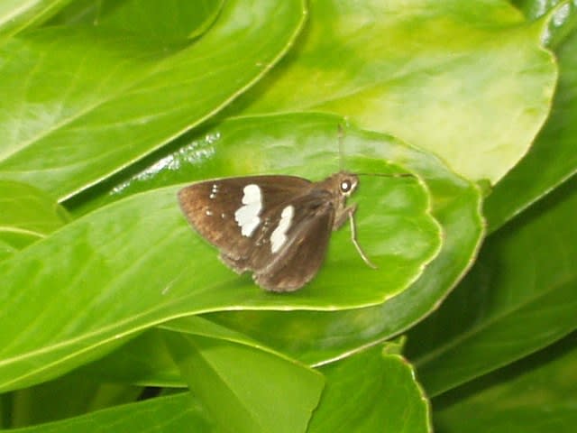 沖縄の動物 蝶 蛾 Ch3086 写真共有 Goo Blog フォトチャンネル