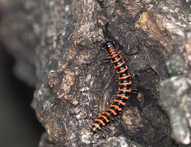 ヤマトアカヤスデ 大和赤馬陸 てんとう虫の歳時記 2